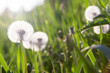 The meadow of dandelions bloom. The meadow of dandelions bloom.