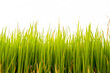 rice plant .