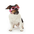 chien Jack Russel avec lunettes moto chien Jack Russel avec lunettes moto