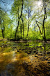 Forest river
