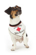 chien Jack Russel portant bandana gardien de plage chien Jack Russel portant bandana gardien de plage