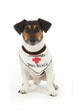 chien Jack Russel avec bandana gardien de plage chien Jack Russel avec bandana gardien de plage