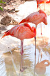Pink flamingos in wildlife park of Mexico