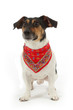 chien Jack Russel terrier avec foulard bandana chien Jack Russel terrier avec foulard bandana