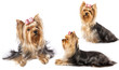 yorkshire terrier on the white background