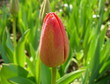 Red tulip