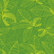 Vector: Pattern with freehand coffee leafs Pattern with freehand coffee leafs
