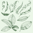 Set of floral design elements - coffee and fern leafs Set of floral design elements - coffee and fern leafs