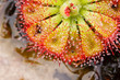 Drosera tokaiensis Carnivorous Plant Drosera tokaiensis Carnivorous Plant