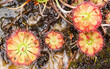 Drosera tokaiensis Carnivorous Plant Drosera tokaiensis Carnivorous Plant