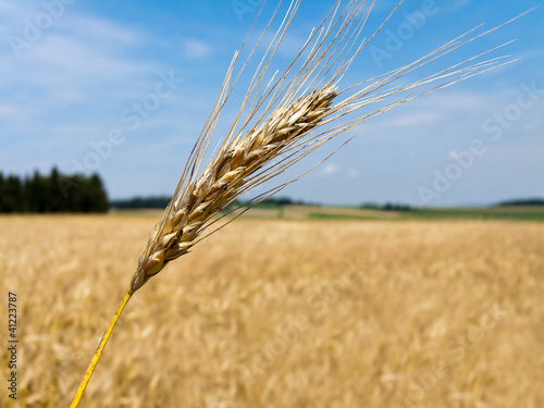 Photo: Getreide Feld mit Gersten Ähre Getreide Feld mit Gersten Ähre