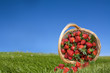 Strawberries in the basket outdoors Strawberries in the basket outdoors