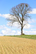 Spring landscape, lonely tree and blue sky, France