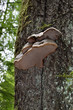 Zunderschwamm an einem Baum Zunderschwamm an einem Baum