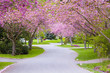 Cherry tree street