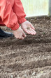 gardener  sows seeds in soil