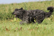 course de profil d'un chien dans les champs