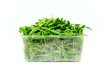 green arugula, isolated on the white