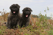 deux jeunes chiots bouviers des Flandres assis