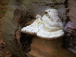 Fomes fomentarius