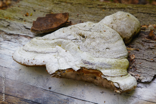 Photo: Fomes fomentarius Fomes fomentarius