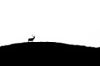 Stag silhouette