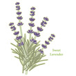 Sweet Lavender Flowers, Herbes de Provence, cooking, perfumes Sweet Lavender Flowers, Herbes de Provence, cooking, perfumes