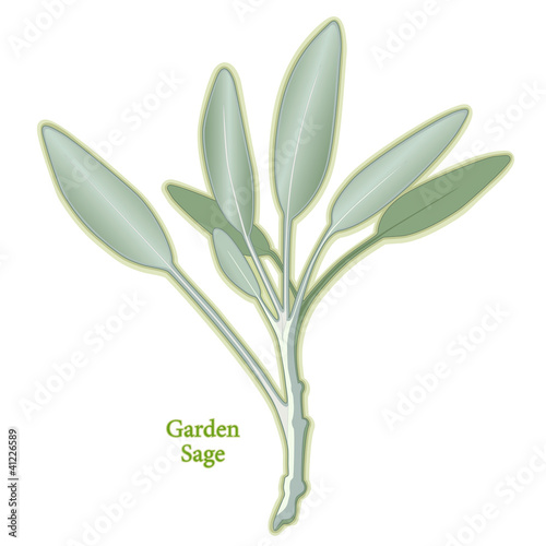 Vector: Garden Sage Herb, to season meats, poultry, stuffing. Medicinal Garden Sage Herb, to season meats, poultry, stuffing. Medicinal