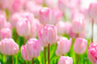 Flowers tulips in the garden