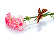 carnations and St. George