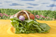 Fresh organic vegetables