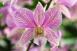 Orchid