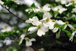Flowering Dogwood-4