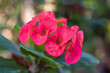 Euphorbia milli Desmoul (Red)