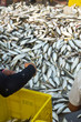 Fisherman workers are sorting fish at the harbor Fisherman workers are sorting fish at the harbor