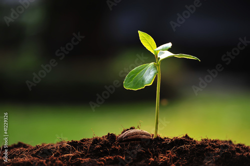 Photo: Green sprout growing from seed Green sprout growing from seed