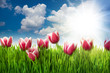 Grass and Pink Tulip's Flowers against blue sky and sun
