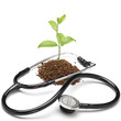 Foto: Plant and stethoscope on white Plant and stethoscope on white