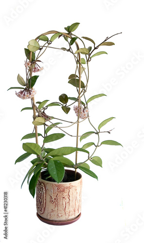 Foto: Blooming Hoya camosa on a white background Blooming Hoya camosa on a white background
