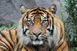 Sumatratiger