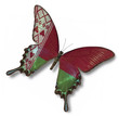 Belarus flag on butterfly