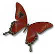 Albania flag on butterfly