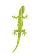Gecko on white