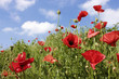 mohn mit kapseln