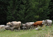 trentino