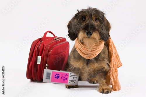 Photo: Cane al check in Cane al check in