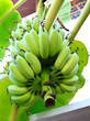 Green bananas on a tree Green bananas on a tree
