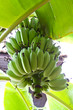Green bananas on a tree Green bananas on a tree