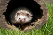 Foto: hedgehog in the wood hedgehog in the wood