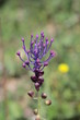 fleur sauvage